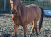 AES reg sports horse eligible for reg as pre fusion