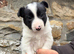 Sheep dog puppies for sale