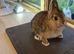 Agouti netherland dwarf buck