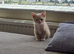 8 weeks old Ginger boys looking for a new home