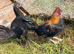 Pair of game bantams