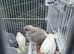 Diamond doves in hull