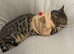 Male bengal