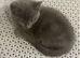 Beautiful grey female kitten