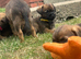 Stunning border terrier Puppies