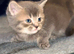 Adorable British Shorthair kittens