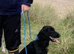 Cocker spaniel