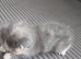 7 health gorgeous bsh Cross kittens ready 29th August
