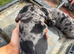 Beautiful dapple dachshund pups dapple tri
