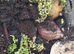 Baby giant african land snails