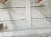 Zebra finches