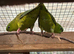 Pair of green Lineolated linnies with DNA