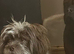 Chocolate tri female