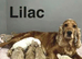Lilac 2 cockapoo girls