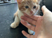 6  lovely kittens looking for good homes ready to go