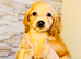 Adorable cavapoo puppies