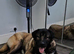 Kangal x caucasian shepherd 10 month old