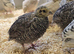 Coturnix (Japanese) Quail