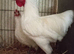 Pair of German langshan Bantam