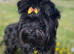 Beautiful small Biewer Yorkshire Terrier Pedigree