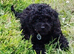 Female cocker poo F1b