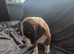 4 kc registered boxer puppies