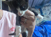 X2 male kittens ready to go now