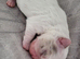 Apple head Chihuahua puppies long haired