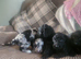 Puppies for sale