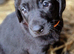 Beautiful black. Labrador puppies for sale.