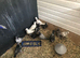 Baby pigeons