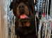 Rottweiler for stud