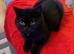 British shorthair kittens - available now