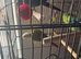 Conures