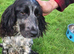 Spaniel puppies