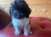 Beautiful cockapoo puppy’s ready for there new home