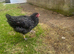 2 point of lay Barred Plymouth Rock hybrid Pullets