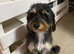 4-Year-Old Female Aussiedoodle - Looking for a Loving Home