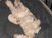 Toy poodle puppies