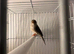 Gray Singing Finch 2025