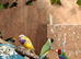 Gouldian finch