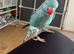 Blue Indian ringneck