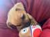 Jack Russell/Yorkshire terrier puppy’s