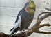 2yr old male Pearl cockatiel