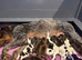 Kc reg german wirehaired pointer puppies for sale
