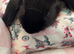 Netherlands and mini lops