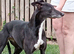 LURCHER BITCH