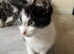 Kittens for sale