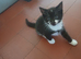 Pretty kittens