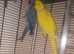 Gorgeous ringneck parakeet pair